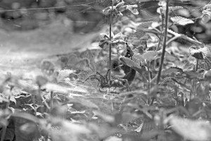 A Spider Crawling B&W